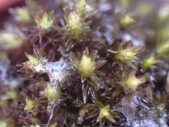 Racomitrium aciculare