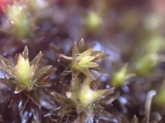 Racomitrium aciculare