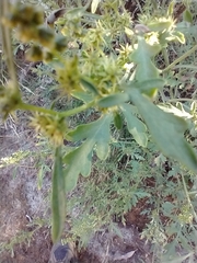 Ambrosia acanthicarpa