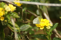 Eurema elathea flavescens