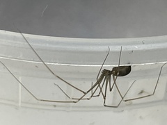 Pholcus opilionoides