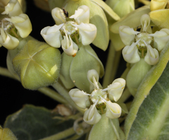 Asclepias erosa