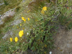 Potentilla grandiflora