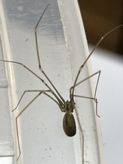 Pholcus opilionoides