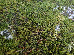 Stereodon subimponens