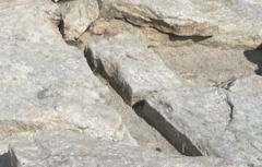 Callospermophilus lateralis chrysodeirus