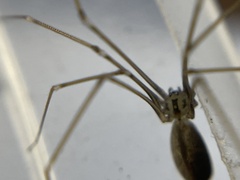 Pholcus opilionoides