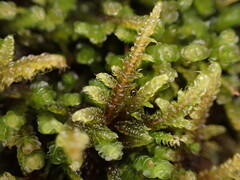 Stereodon subimponens