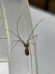 Pholcus opilionoides