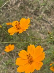 Cosmos sulphureus
