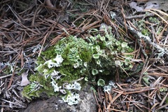 Cladonia foliacea
