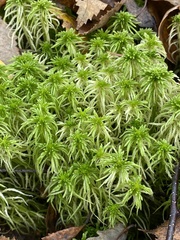 Sphagnum girgensohnii