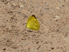 Pyrisitia dina