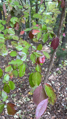 Viburnum prunifolium
