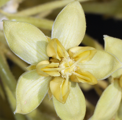 Asclepias erosa