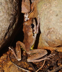 Pelodryadidae