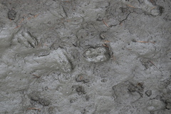 Cervus elaphus