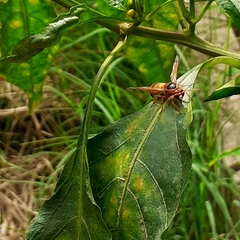 Rhynchium oculatum