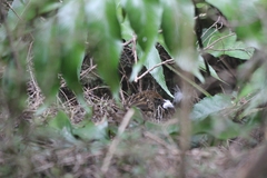 Poodytes punctatus vealeae