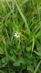 Sisyrinchium micranthum