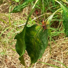 Rhynchium oculatum