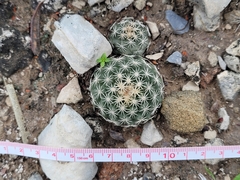 Coryphantha salinensis