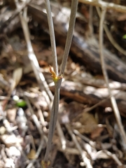 Dioscorea buckleyana