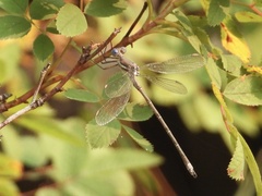Archilestes californicus