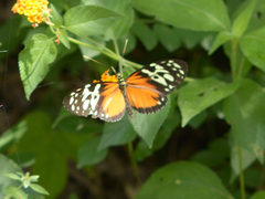 Heliconius hecale