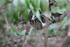 Poodytes punctatus vealeae