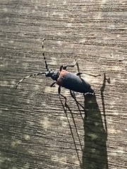 Stictoleptura canadensis