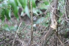 Poodytes punctatus vealeae