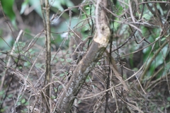 Poodytes punctatus vealeae