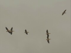 Pelecanus onocrotalus