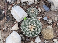 Coryphantha salinensis