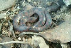 Atractus