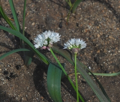 Allium marvinii