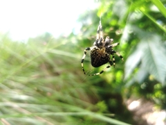 Neoscona orizabensis
