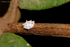 Ceroplastes destructor