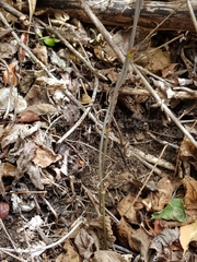 Dioscorea buckleyana