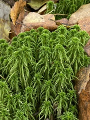 Sphagnum girgensohnii
