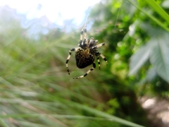 Neoscona orizabensis