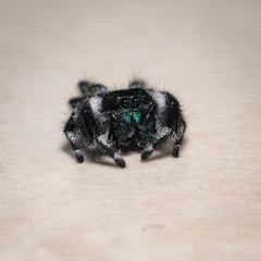 Phidippus regius