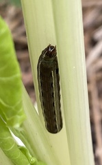Spodoptera ornithogalli