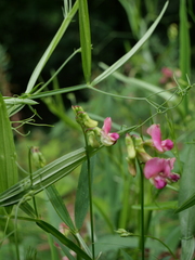Lathyrus sylvestris