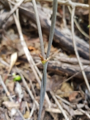 Dioscorea buckleyana