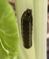 Spodoptera ornithogalli
