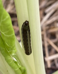 Spodoptera ornithogalli