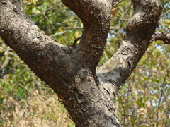 Hymenodictyon