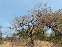 Hymenodictyon